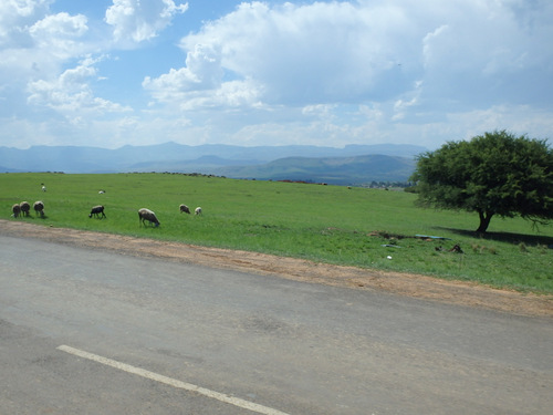 Sheep in the field.